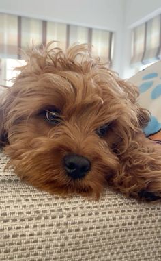 a brown dog laying on top of a couch