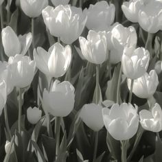 white tulips are blooming in black and white