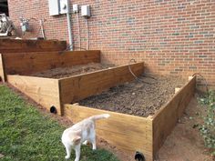 a white dog standing next to a wooden raised garden bed