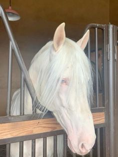 a white horse with long hair standing in a stall next to a metal fence and looking over the gate