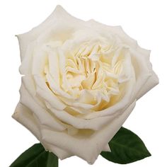 a white rose with green leaves in a vase