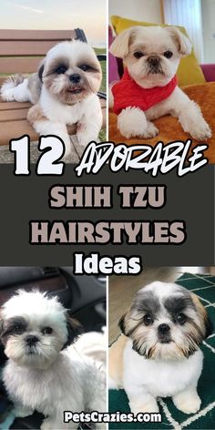 Discover 12 adorable Shih Tzu hairstyles that will make your furry friend the center of attention! From cute puppy cuts to stylish long locks, these hairstyles are perfect for every occasion. Whether you're looking for something playful or sophisticated, you'll find inspiration to keep your Shih Tzu looking fabulous. (See all ideas on our blog) #ShihTzuHairstyles Shitzu Puppy Haircut, Yorkie Shih Tzu Mix Puppies, Shih Tzu Winter Haircuts, Teddy Bear Grooming Styles, Cute Shitzu Haircuts, Imperial Shih Tzu Haircuts, Shiranian Haircut, Dog Haircuts Shitzu, Shitzu Haircuts Boy Shih Tzus