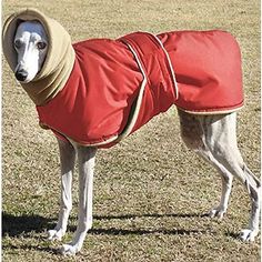 a dog wearing a red coat standing in the grass