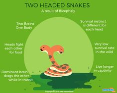 the two headed snake is shown in this graphic