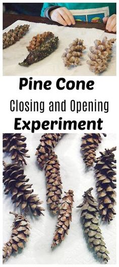 the pine cone is being used to make an experiment for children's art and crafts