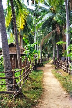 a dirt path surrounded by palm trees on both sides and a small hut in the middle