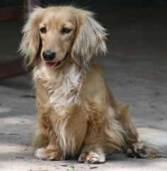 a long haired dog sitting on the ground