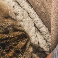 a cat laying on top of a bed next to a persons leg and arm with it's paw resting on the pillow