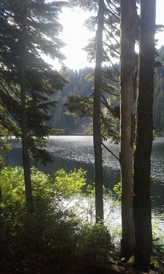 the sun shines through the trees near a body of water