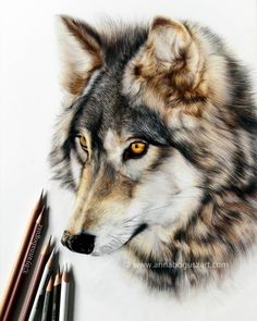 a drawing of a wolf's head with two colored pencils next to it