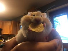 a person holding a hamster in their hand with a piece of food in it's mouth