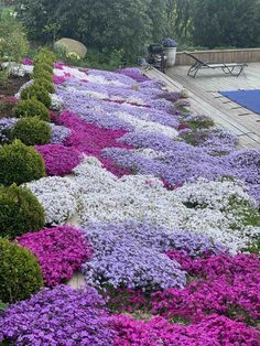 purple and white flowers are growing on the side of a building with a pool in the background