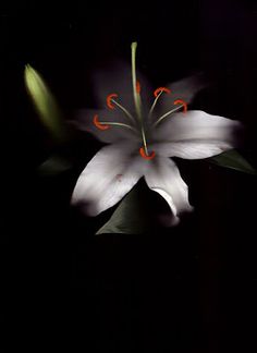 a white flower with red stamens in the dark