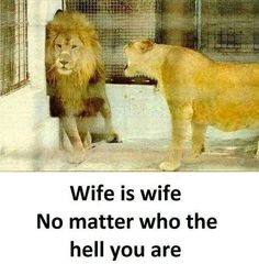 two lions standing next to each other in front of a door with the caption wife is wife no matter who the hell you are