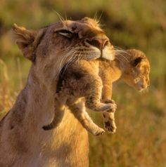 the lion cub is playing with its mother