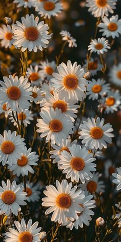 many white flowers with brown centers in the sun