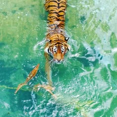 a tiger swimming in the water with fish