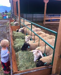 a little boy standing next to a herd of sheep in a pen filled with hay