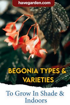 an advertisement for begonia types and varieties to grow in shade & indoors areas