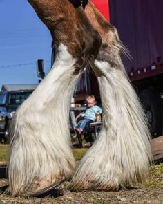 the legs and feet of a horse with long hair