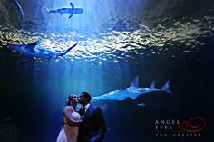 a bride and groom kissing in front of an underwater scene with sharks swimming around them