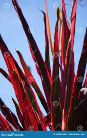 red and green plant with blue sky in the background stock photo - image 34987