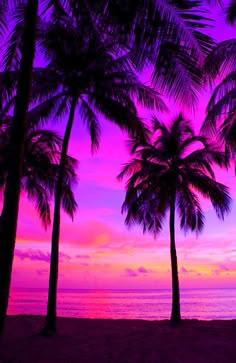 palm trees line the beach as the sun sets