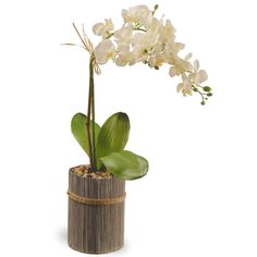 a white orchid in a wooden vase on a white background