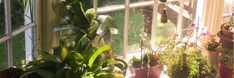 several potted plants sit in front of a window with the sun shining on them