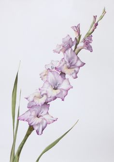 a painting of purple flowers in a vase