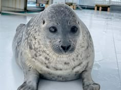 a grey seal laying on top of a white floor