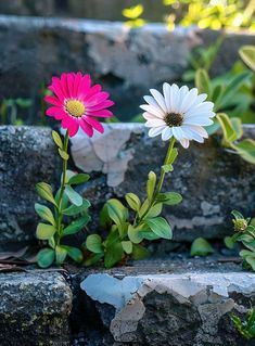 two pink and white flowers sitting on top of a stone wall next to each other