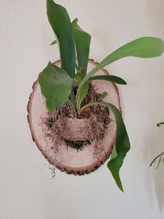 a plant is growing out of a piece of wood that has been placed on the wall