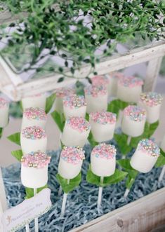 cake pops with sprinkles and green leaves on them in a glass box