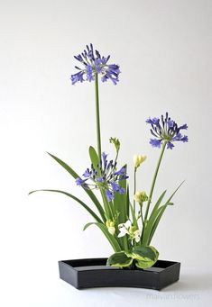 blue and white flowers are in a black vase