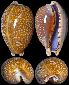 four different types of sea shells on a black background