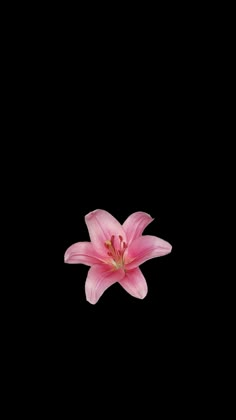 a single pink flower on a black background