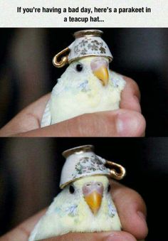 a bird with a hat on it's head and the caption that says, if you're having a bad day, here's a parakeet in a teacup hair