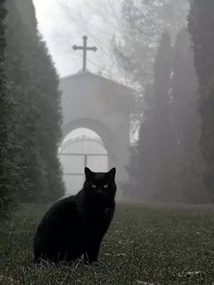 a black cat sitting in front of a church on a foggy day with a cross behind it