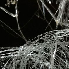 a black and white photo of branches with water droplets on them, in the dark