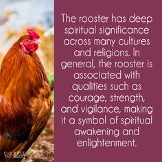 rooster symbolism, animal meaning, animal symbolism, rooster Chicken Spiritual Meaning, Beautiful Rooster, Tree Hugging, Animal Spirit Guides, Witchcraft Books, The Shawshank Redemption