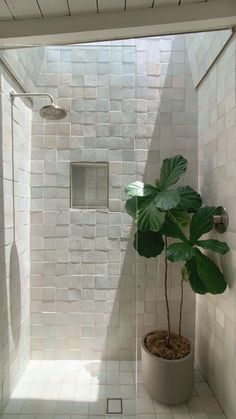 a potted plant sitting in the corner of a white tiled shower stall next to a mirror