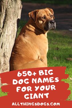 a dog sitting next to a tree with the words, 650 big dog names for your giant