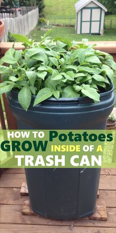 growing potatoes in a trash can Potatoes In Containers Growing, Potato In Bucket How To Grow, Potatoes In Pots Growing, Tips For Growing Potatoes, How To Grow Potatoes In A Bag, Potato Growing Containers Diy, Garden Columns Ideas, Container Potatoes Gardening, Grow Potatoes In Laundry Basket