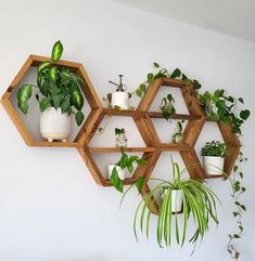 three wooden hexagonal shelves with plants on them hanging from the wall in front of a white wall