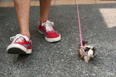 a small dog on a pink leash being walked by a person in red and white sneakers