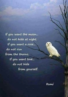 a white owl sitting on top of a tree next to a quote from the book if you want the moon, do not hide at night