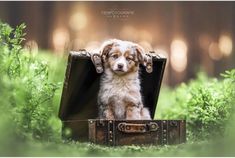 a puppy is sitting in an old suitcase