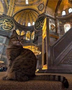 a cat sitting on top of a carpet next to a stair case in a building