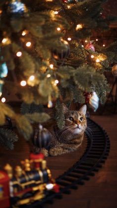 a cat is sitting on the tracks next to a christmas tree and toy train set